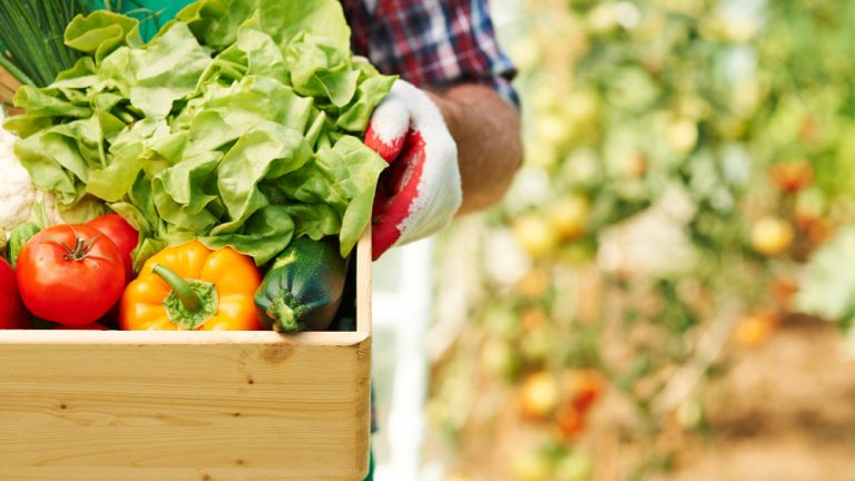 Quels légumes planter en hiver ?