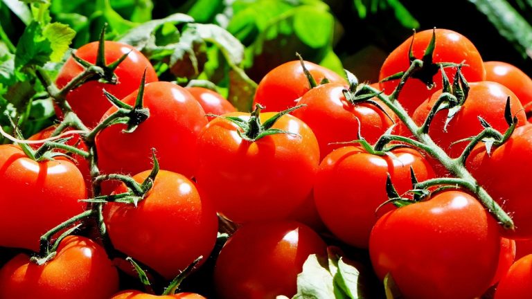 À quelle période de l’année faut-il semer des tomates ?