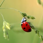 Comment bien choisir un piège à insectes ?