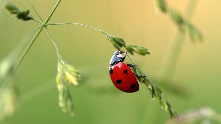 Comment bien choisir un piège à insectes ?