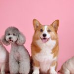 Pourquoi visiter un blog réservé aux animaux de compagnie ?