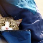 Comment choisir un sac de transport pour votre chat ?