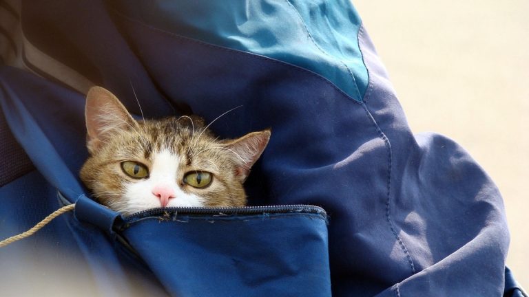 Comment choisir un sac de transport pour votre chat ?