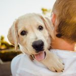 Consultez un blog pour chiens afin de vous aider au quotidien...