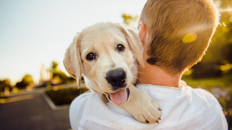 Consultez un blog pour chiens afin de vous aider au quotidien…