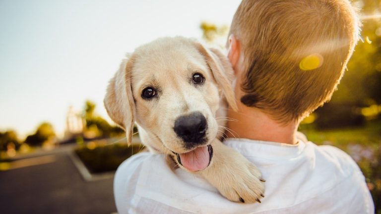 Consultez un blog pour chiens afin de vous aider au quotidien...