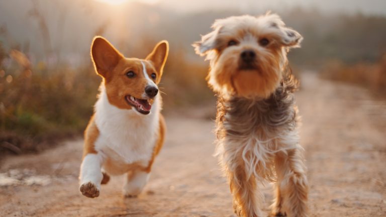 Prenez soin de votre chien, assurez-le !