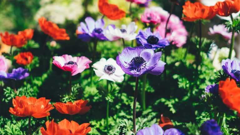 Créez un jardin écologique et biodiversifié pour préserver la nature !