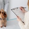 L’assurance animale : pensez-y !