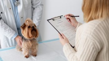 L'assurance animale : pensez-y !