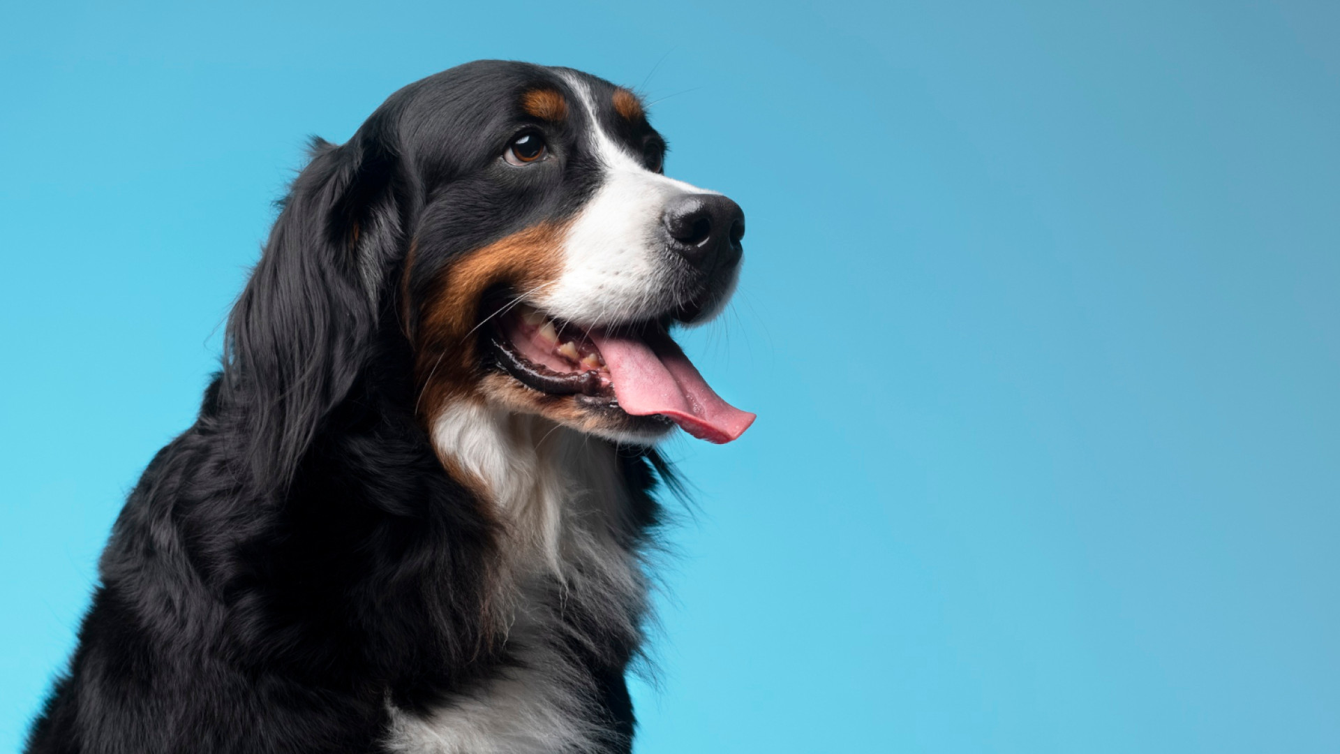 Préservez la bonne santé de votre chien : découvrez les atouts de l'assurance animale