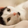 Trois bonnes raisons de prendre une mutuelle pour votre chat