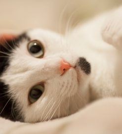 Trois bonnes raisons de prendre une mutuelle pour votre chat