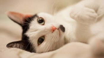 Trois bonnes raisons de prendre une mutuelle pour votre chat