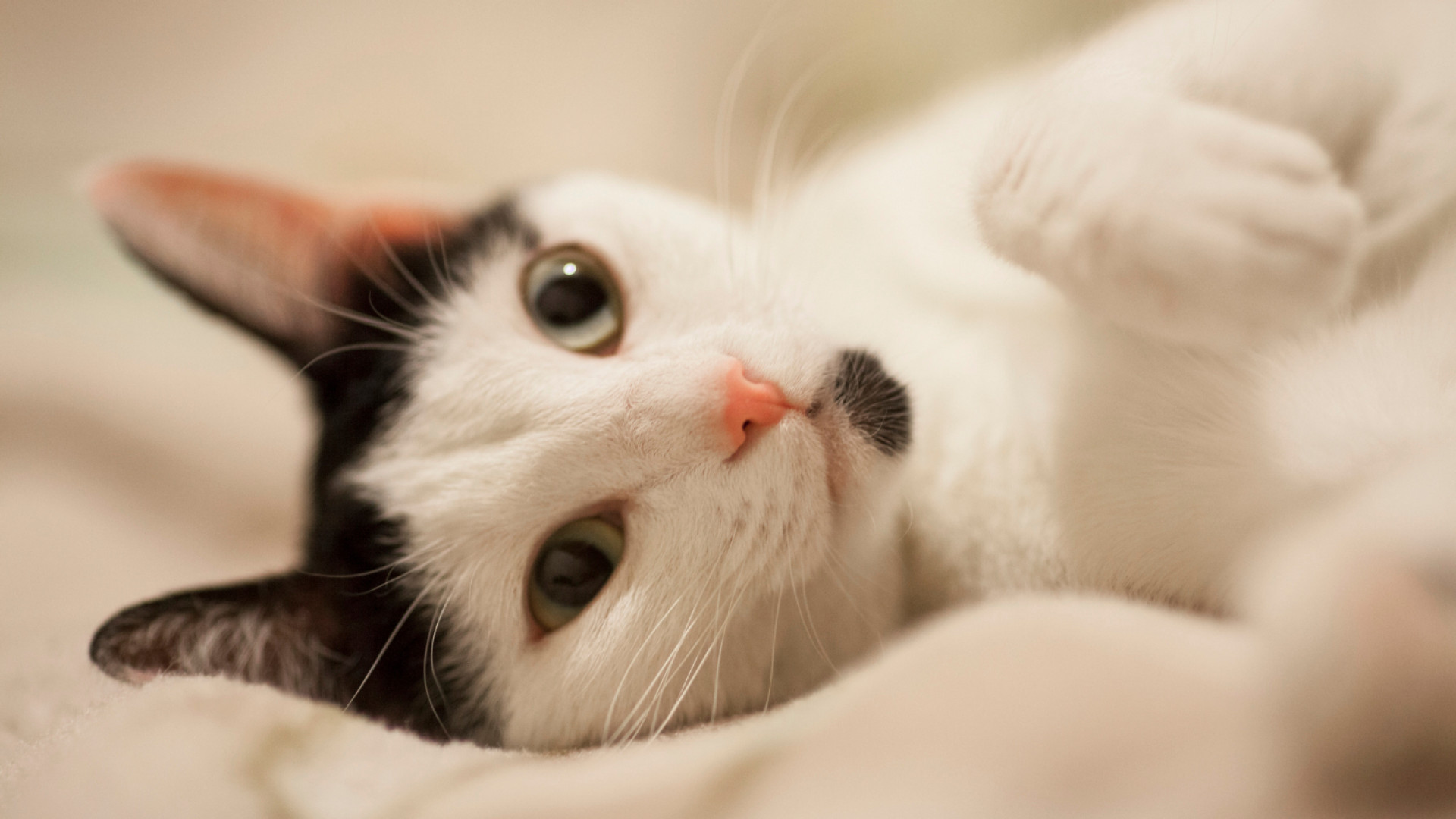 Trois bonnes raisons de prendre une mutuelle pour votre chat