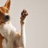 Les avantages de l’oreille de porc pour chien : bienfaits et intérêts