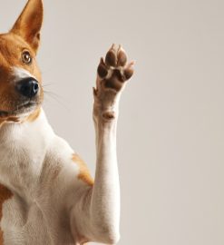 Les avantages de l’oreille de porc pour chien : bienfaits et intérêts