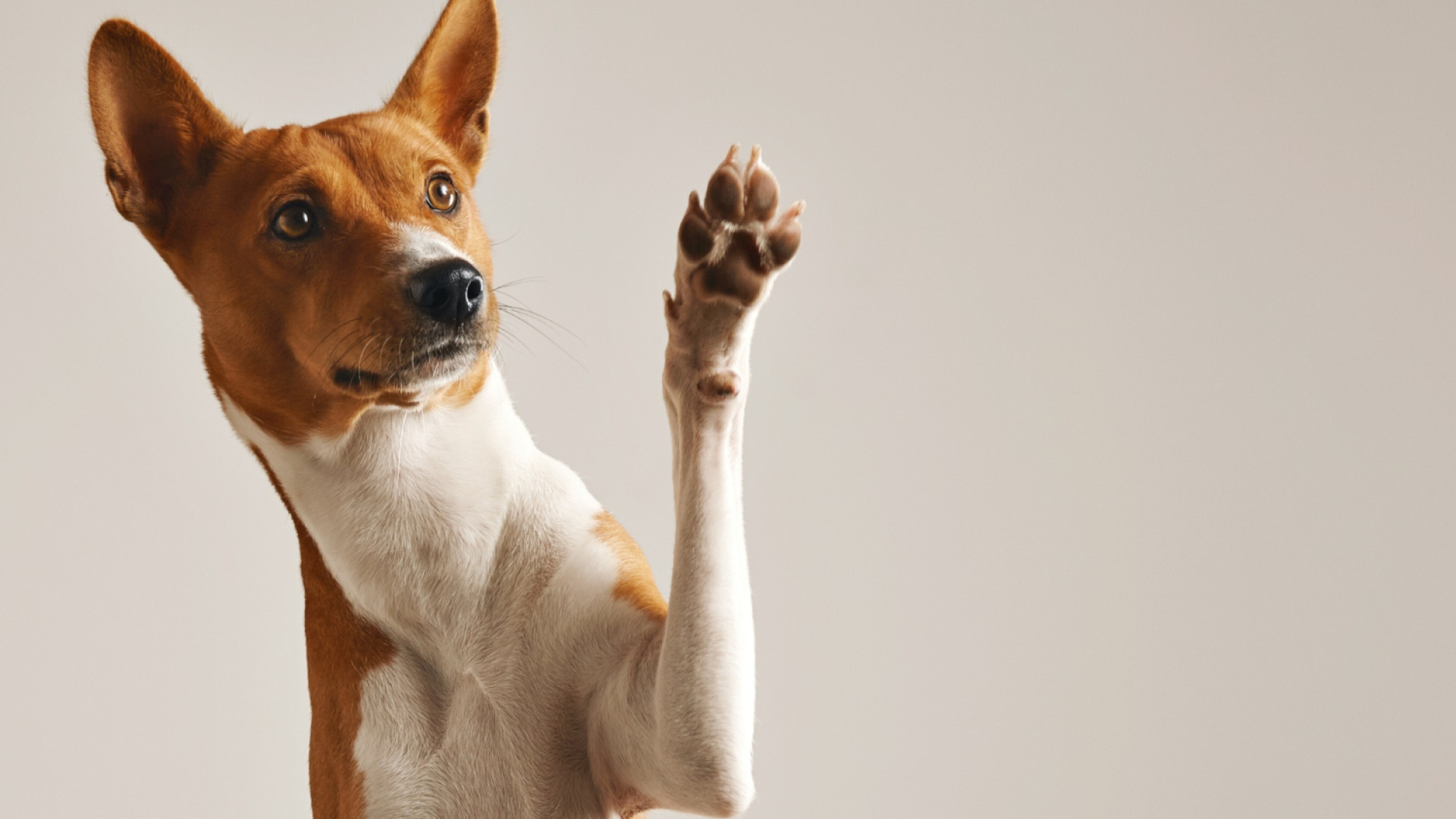 Les avantages de l'oreille de porc pour chien : bienfaits et intérêts