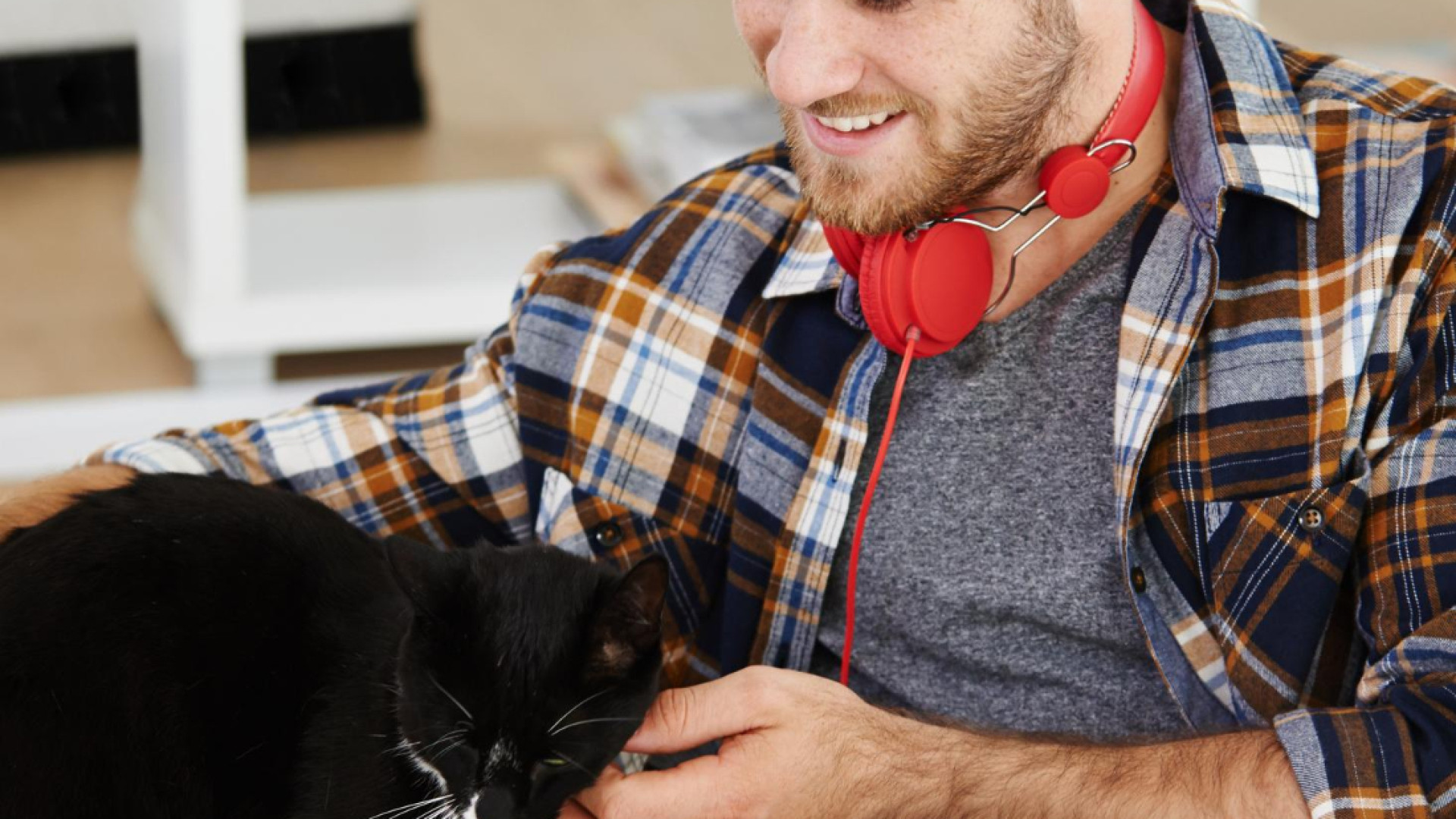 Pourquoi stériliser son chat est essentiel ?
