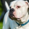 Protégez votre compagnon : assurance pour chien de catégorie 2