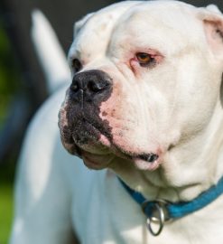 Protégez votre compagnon : assurance pour chien de catégorie 2