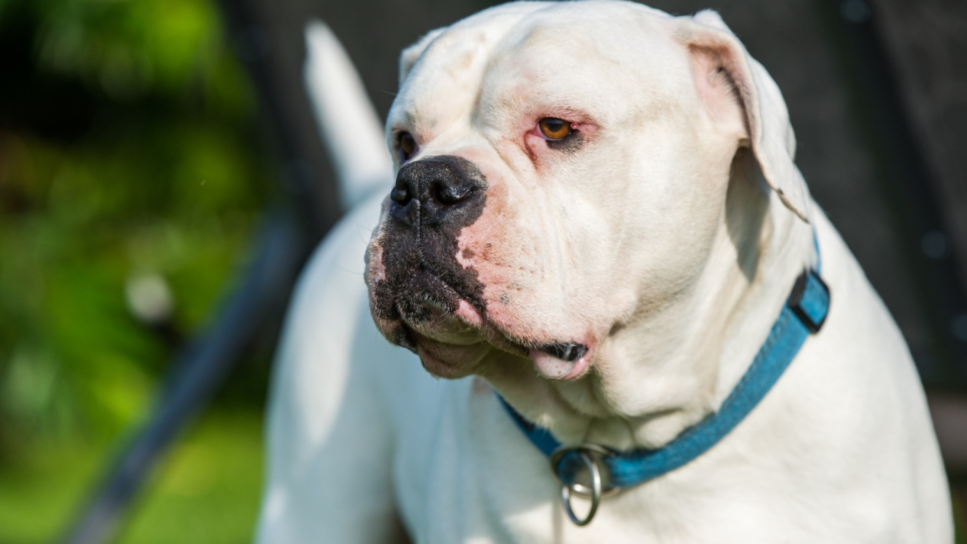 Protégez votre compagnon : assurance pour chien de catégorie 2