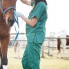 L’utilité de la formation aux premiers soins des chevaux