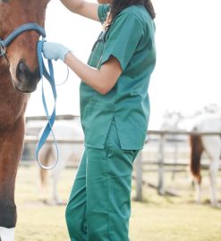 L’utilité de la formation aux premiers soins des chevaux