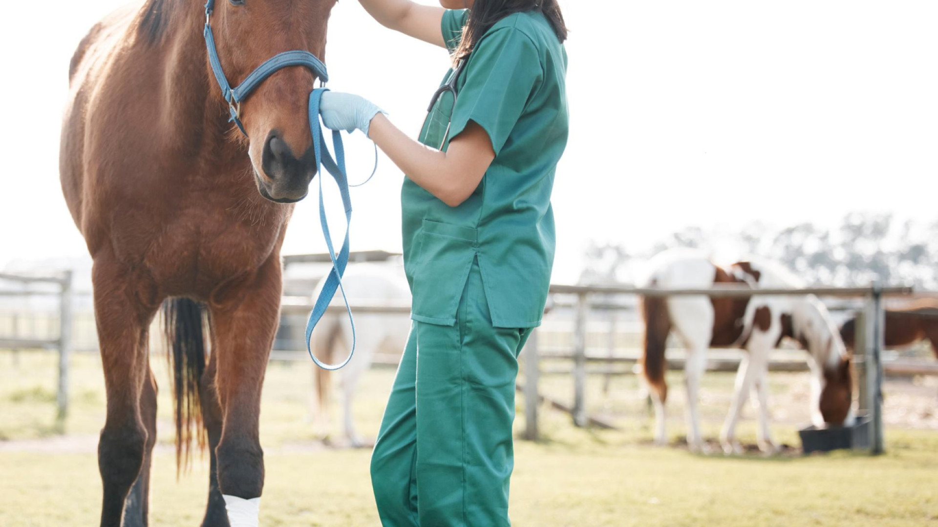 L'utilité de la formation aux premiers soins des chevaux