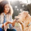 Pourquoi assurer son chien offre bien plus qu’une simple sécurité ?