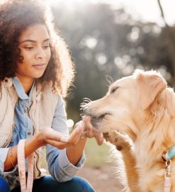 Pourquoi assurer son chien offre bien plus qu’une simple sécurité ?