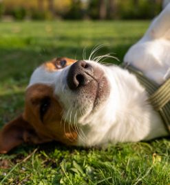 Comment bien choisir l’assurance pour chien en fonction de son âge et de sa race ?