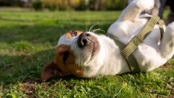 Comment bien choisir l’assurance pour chien en fonction de son âge et de sa race ?