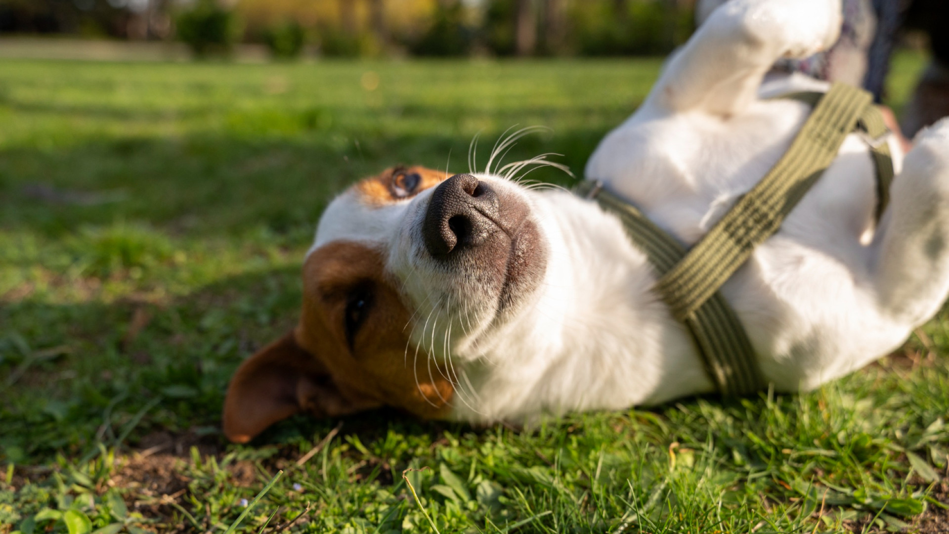 Comment bien choisir l’assurance pour chien en fonction de son âge et de sa race ?