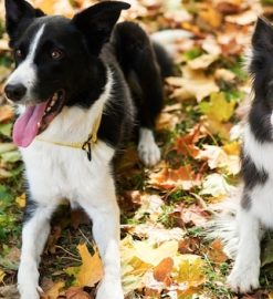 Mutuelle chien : prévenir les maladies et accidents coûteux