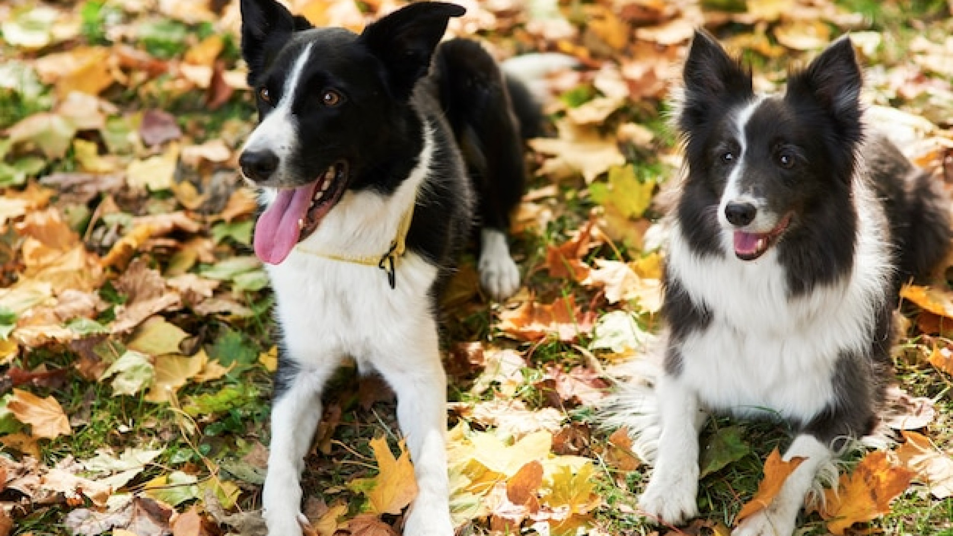 Mutuelle chien : prévenir les maladies et accidents coûteux