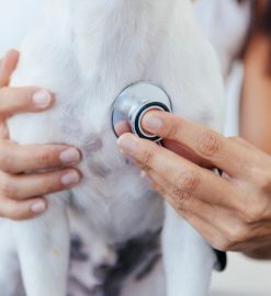 Protéger votre chien ou chat contre les accidents et maladies grâce à l’assurance