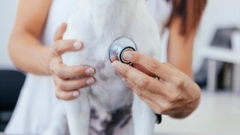 Protéger votre chien ou chat contre les accidents et maladies grâce à l’assurance