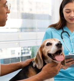 Quelle assurance animaux choisir pour un compagnon en pleine forme ?