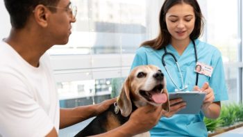 Quelle assurance animaux choisir pour un compagnon en pleine forme ?