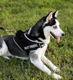 Comment le harnais peut transformer les promenades avec votre chien ?