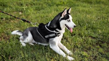 Comment le harnais peut transformer les promenades avec votre chien ?