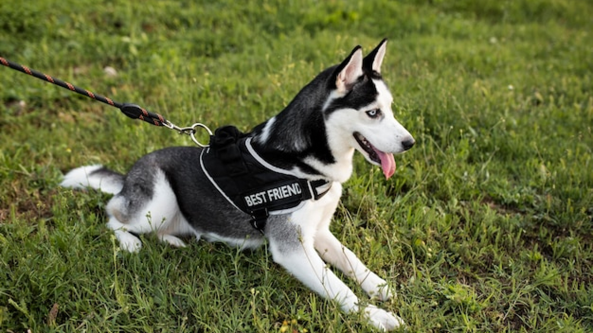 Comment le harnais peut transformer les promenades avec votre chien ?