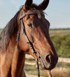 Comment associer huile de cade et autres soins naturels pour un cheval en pleine santé ?