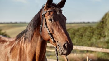 Comment associer huile de cade et autres soins naturels pour un cheval en pleine santé ?