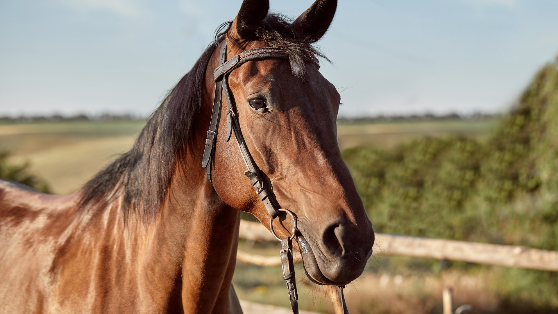 Comment associer huile de cade et autres soins naturels pour un cheval en pleine santé ?