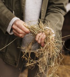 L’importance du purificateur de foin pour la santé du cheval