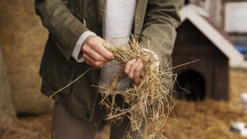 L’importance du purificateur de foin pour la santé du cheval