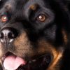 Quelle est la meilleure assurance pour un rottweiler ?
