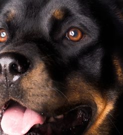 Quelle est la meilleure assurance pour un rottweiler ?